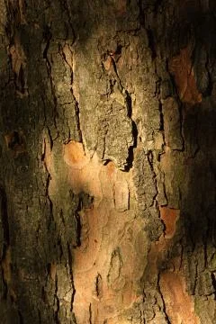 Close-up bark of the trunk Oak.Vertical. Stock Photos