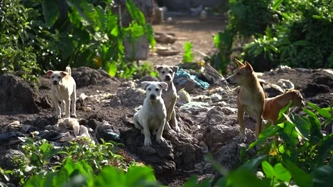 Close-up of barking Canis lupus dingo dogs Stock Footage 265395639