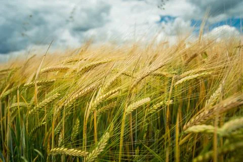 Close-up of a barley field and clouds in the sky Stock Photos