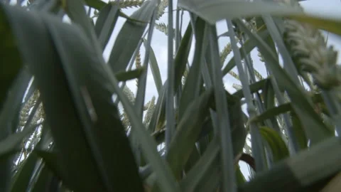 Close up barley Stock Footage 136242146