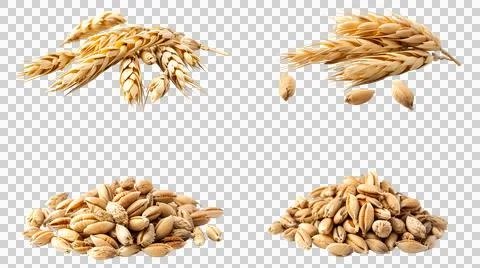 Close up barley Malt for making beer,  isolated on transparent background Stock Photos