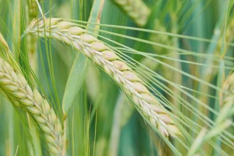 Close up of barley Stock Photos