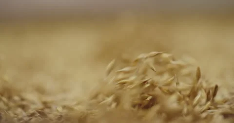 Close-up of barley seeds in motion during pre-treatment Stock-Footage 265068232