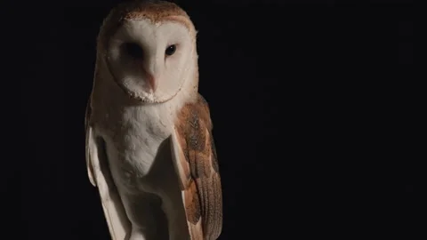 Close up barn owl on black background Stock Footage 170969961