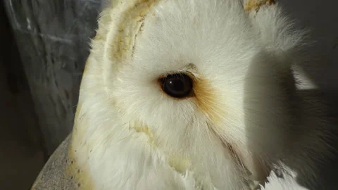 Close up Barn Owl face at Owl Village Cafe Harajuku (editorial) 動画素材 296027003