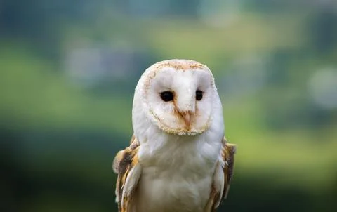 Close up of a barn Owl Face Stock Photos