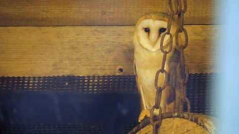 Close up of barn owl Stock Footage 122164099