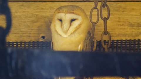 Close up of barn owl Stock Footage 122164568