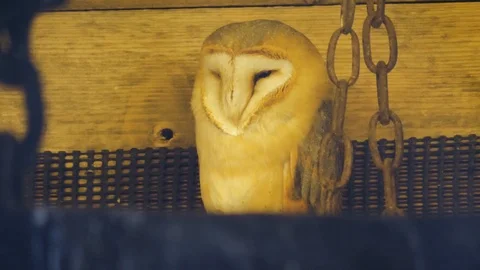 Close up of barn owl Stock Footage 122165348