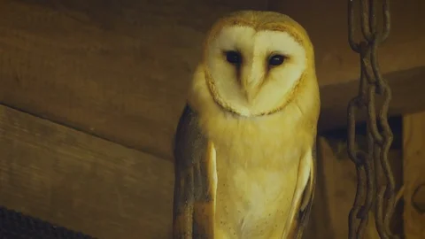 Close up of barn owl Stock Footage 124496361