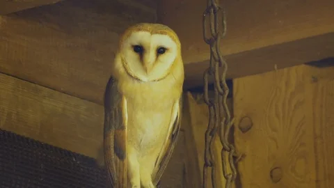 Close up of barn owl Stock Footage 124496512
