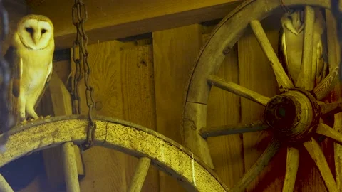 Close up of Barn owl Stock Footage 145770356