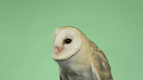 Close-up of a barn owl, green key Stock Footage 30407196