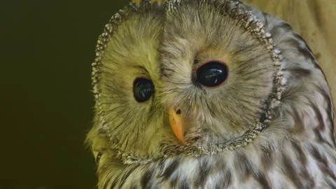 Close up of a barn owl head Vídeo Stock 344378600