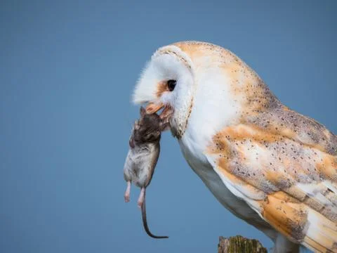 Close up of a barn owl with a mouse Stock Photos