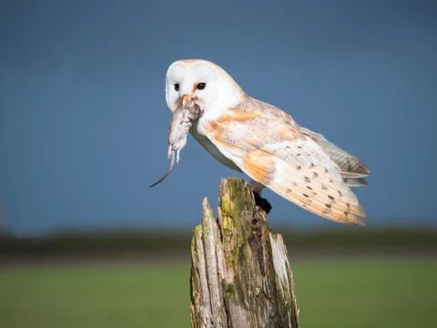 Close up of a barn owl with a mouse Stock Photos