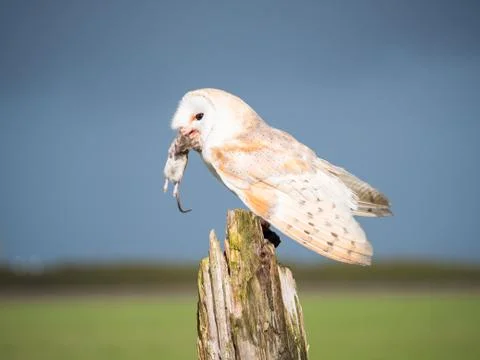Close up of a barn owl with a mouse Stock Photos
