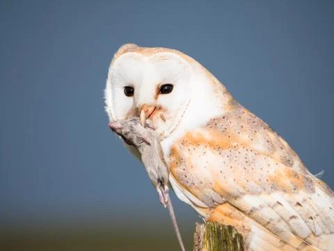 Close up of a barn owl with a mouse Stock Photos
