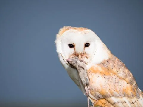 Close up of a barn owl with a mouse Stock Photos