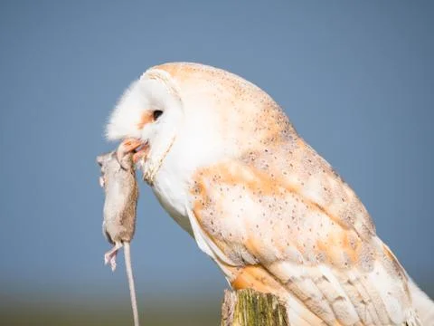 Close up of a barn owl with a mouse Stockfoto's
