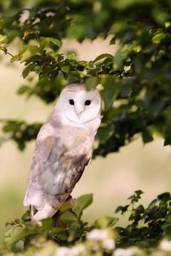 Close up of Barn Owl perching in the tree Stock Photos