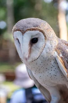 Close-up of a barn owl Stock Photos