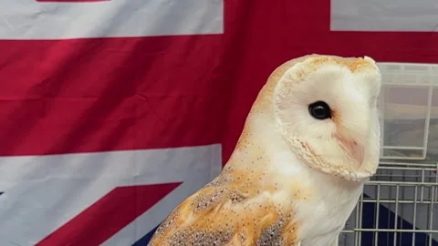 Close-up of Barn Owl with Union Jack Backdrop Stockbeeldmateriaal 316746331