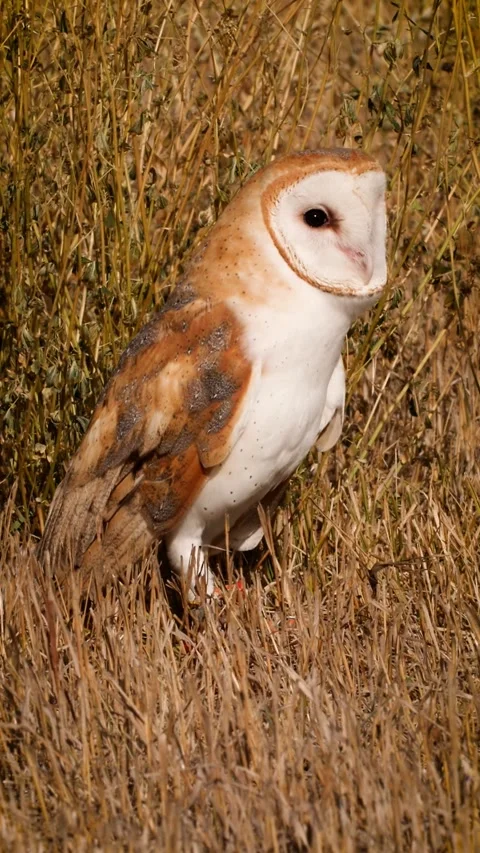 Close-up of a Barn Owl. Vertical Video. Stock Footage 337435679