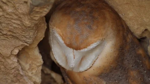 Close-up of barn owl in the wild looking at camera Stock Footage 94003887