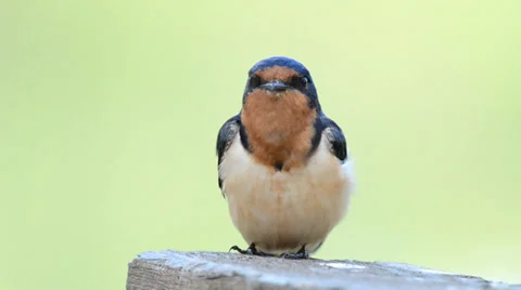 Close up of a Barn swallow singing Stock Footage