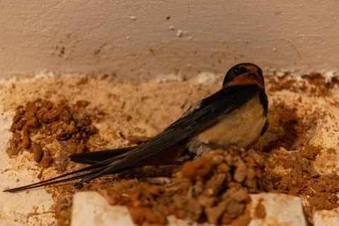 Close up of a barn swallow sitting on its mud nest 스톡 사진