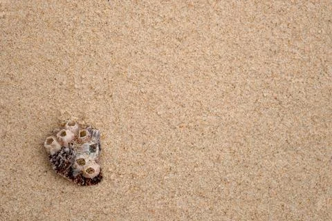 Close-up of barnacle cluster on sandy beach Stock-Fotos