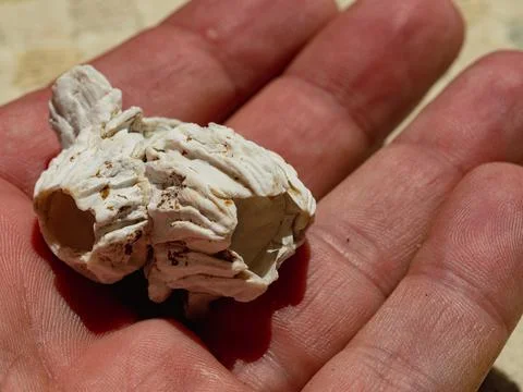 Close-Up of a Barnacle in Hand Stock Photos