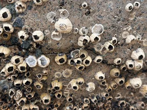 Close-up of barnacle shells on rocky beach Stock Photos
