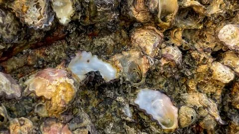 Close-up of barnacles and shells on a coastal cliff Fotos de archivo