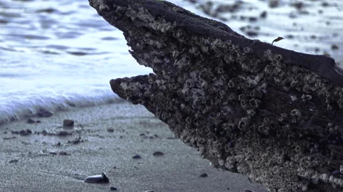 Close up barnacles on driftwood. Stock-Footage 147156655