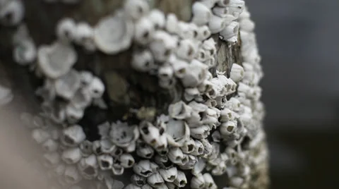Close Up on Barnacles Stock Footage 30383947