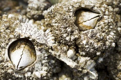 Close up of barnacles. Stock Photos