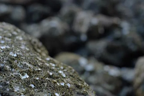 Close-Up of Barnacles on Rocky Surface: Intricate Marine Life Textures and .. Foto stock