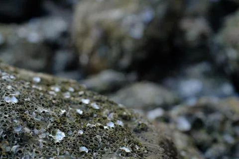 Close-Up of Barnacles on Rocky Surface: Intricate Marine Life Textures and .. Stock Photos