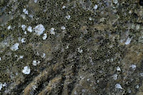 Close-Up of Barnacles on Rocky Surface: Intricate Marine Life Textures and .. Foto stock