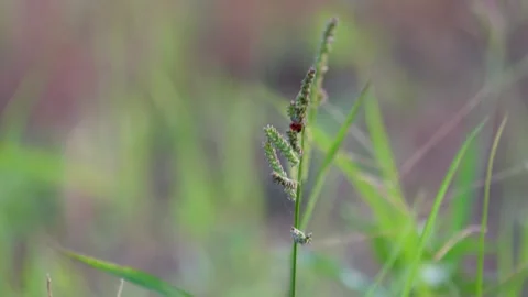 Close-up of the barnyard grass with a blurry background Stock Footage 316245908