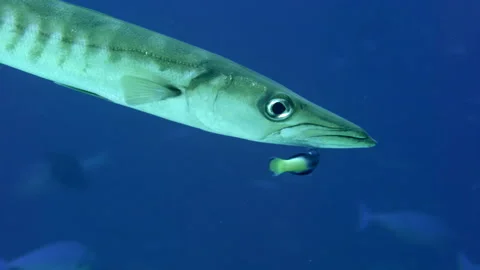 Close up of barracuda with cleaner wrasse Stock Footage 131060158