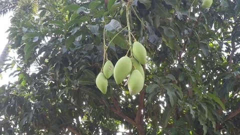 Close up of Barracuda mango in garden, slow motion Stock Footage 73229141