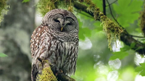 Close up of Barred Owl perched in a tree in the Pacific Northwest Stock Footage 276568643