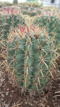 Close-up of barrel cactus Foto stock