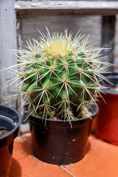 Close-up of barrel cactus in pot Stock Photos