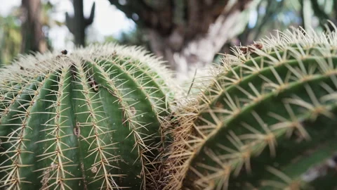 Close-Up of Barrel Cactus with Sharp Spines in Botanical Garden. Exotic flora. Stock Footage 328745784