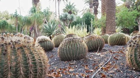 Close-Up of Barrel Cactus with Sharp Spines in Botanical Garden. Exotic flora. Stock Footage 328745820