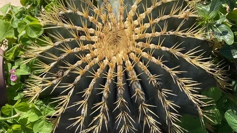 Close-up of a barrel cactus with sharp yellow spines and green leaves in su.. Stock Footage 329908765